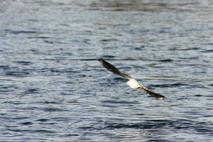 uccelli del fiume Ticino